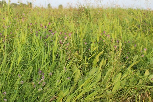 Alfalfa & Forages