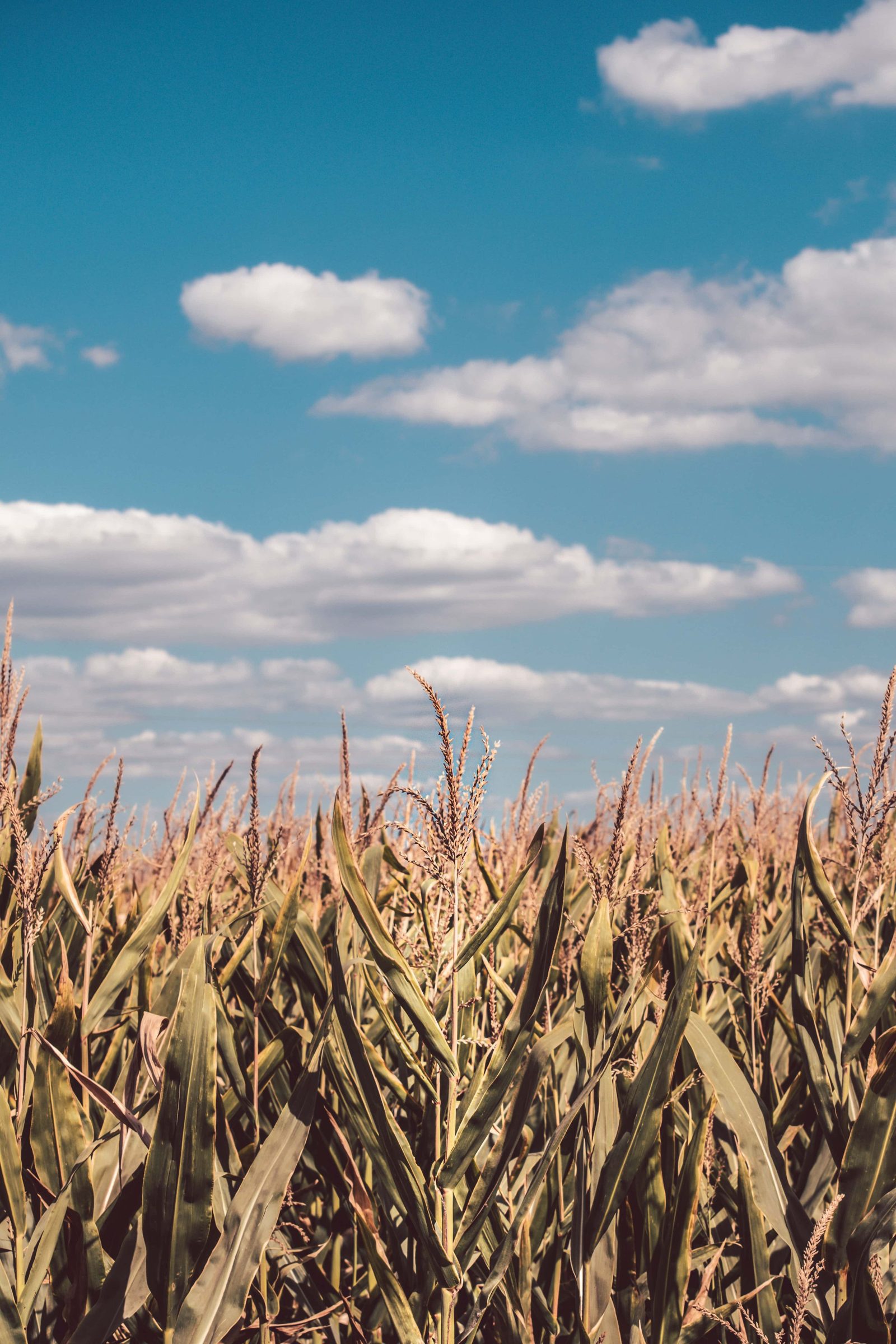 Corn