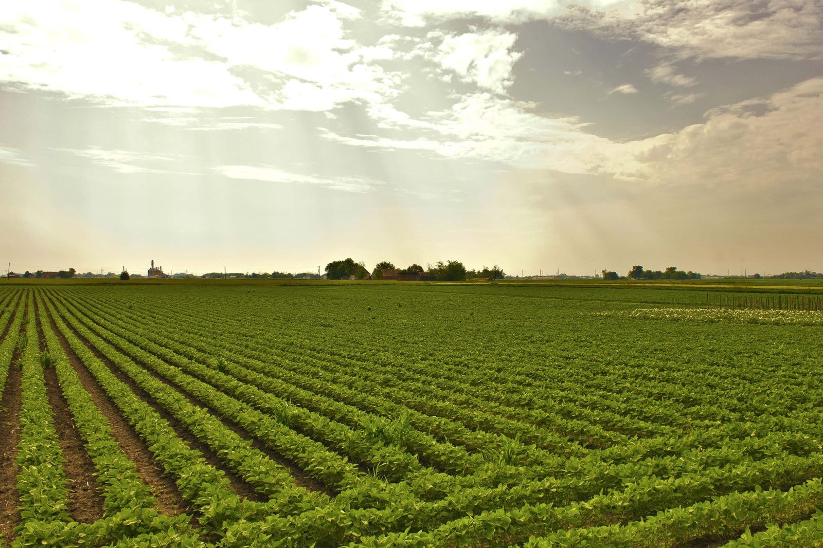 Soybeans