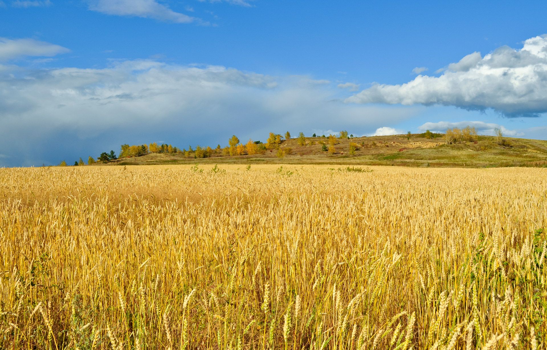 Wheat