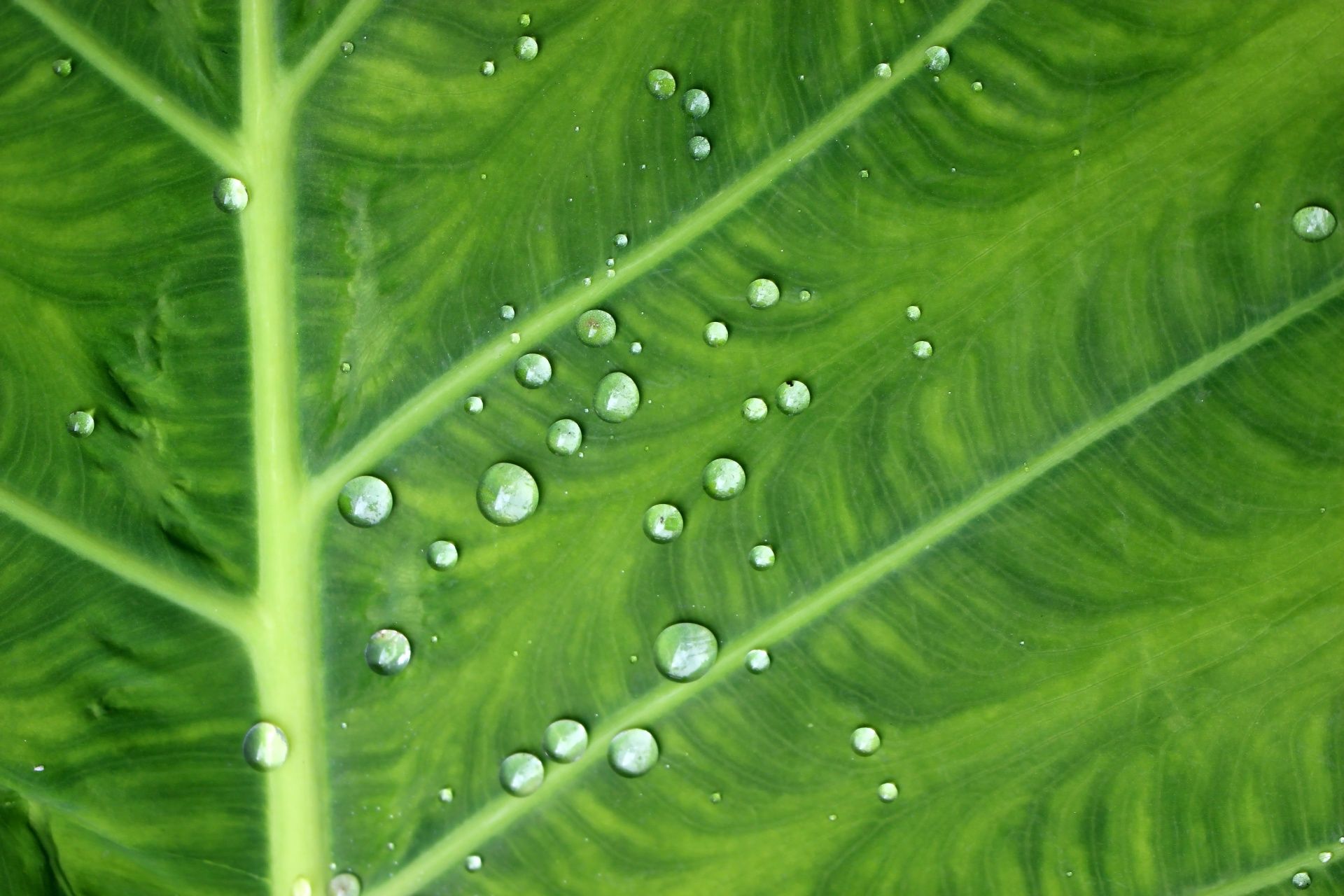 Micronutrient Nutrition
