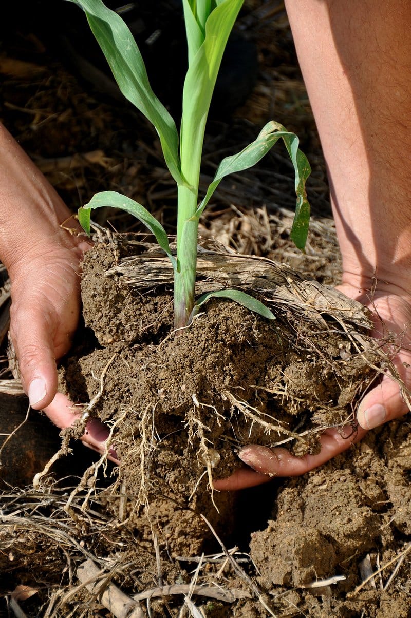 Phosphorus Availability