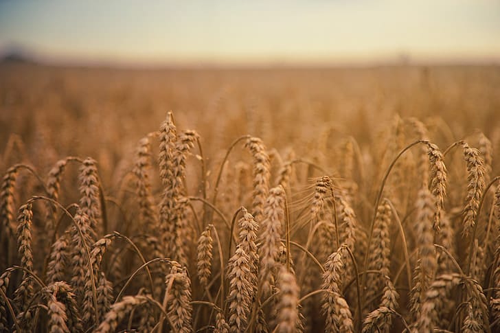 Wheat